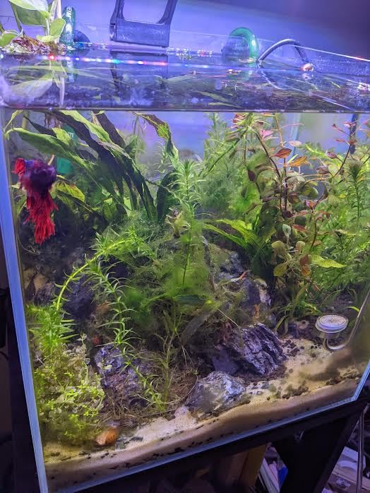 Eheim Classic Canister Filter 2213 (Classic 250) customer photo 1