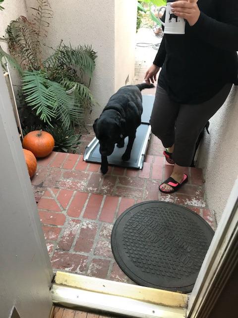 PetSafe Happy Ride Compact Telescoping Dog Ramp - Portable Pet Ramp for Cars, Trucks & SUVs with Adjustable Sizing - Non-Slip Design - Lightweight Pet Mobility Assistance - Extra Long customer photo 1