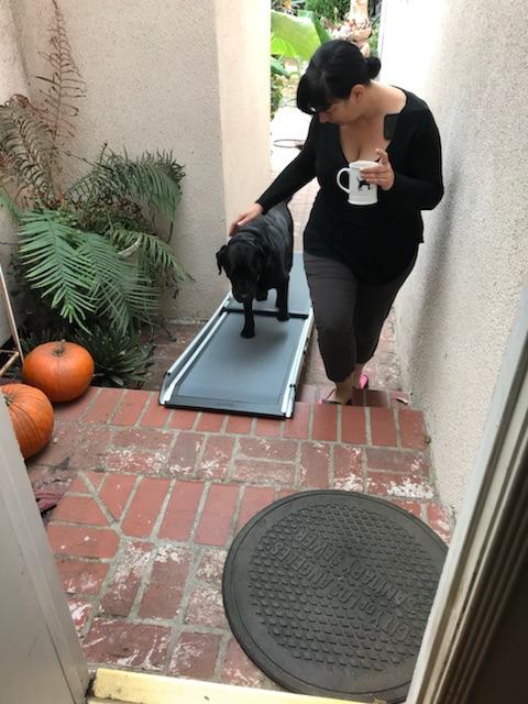 PetSafe Happy Ride Compact Telescoping Dog Ramp - Portable Pet Ramp for Cars, Trucks & SUVs with Adjustable Sizing - Non-Slip Design - Lightweight Pet Mobility Assistance - Extra Long customer photo 2
