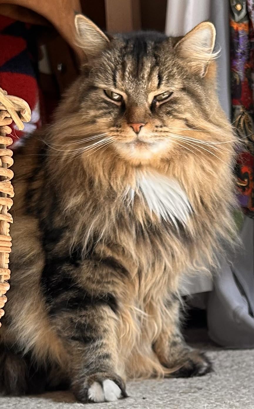 Purina ONE Natural, Low Fat, Weight Control, Indoor Dry Cat Food, +Plus Indoor Advantage - 3.5 lb. Bag customer photo 2