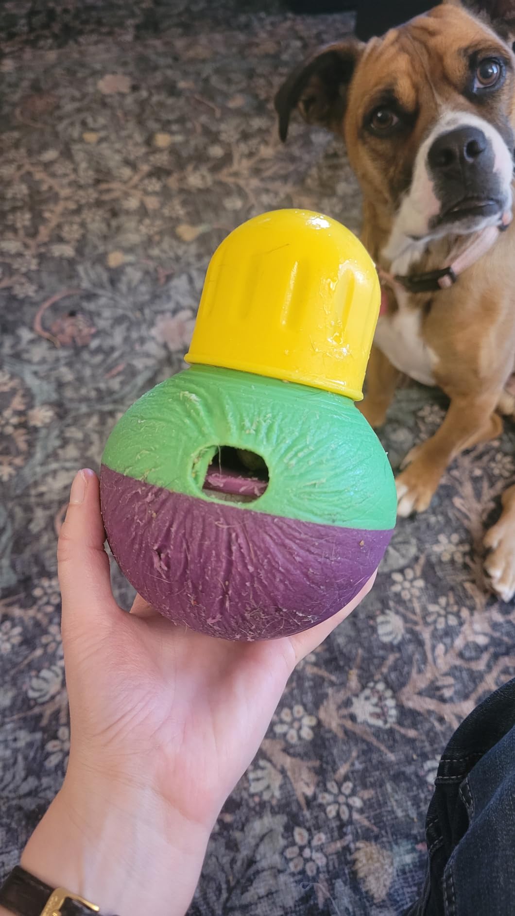 Starmark Bob-A-Lot Interactive Dog Pet Toy, Large, Yellow/Green/Purple customer photo 1