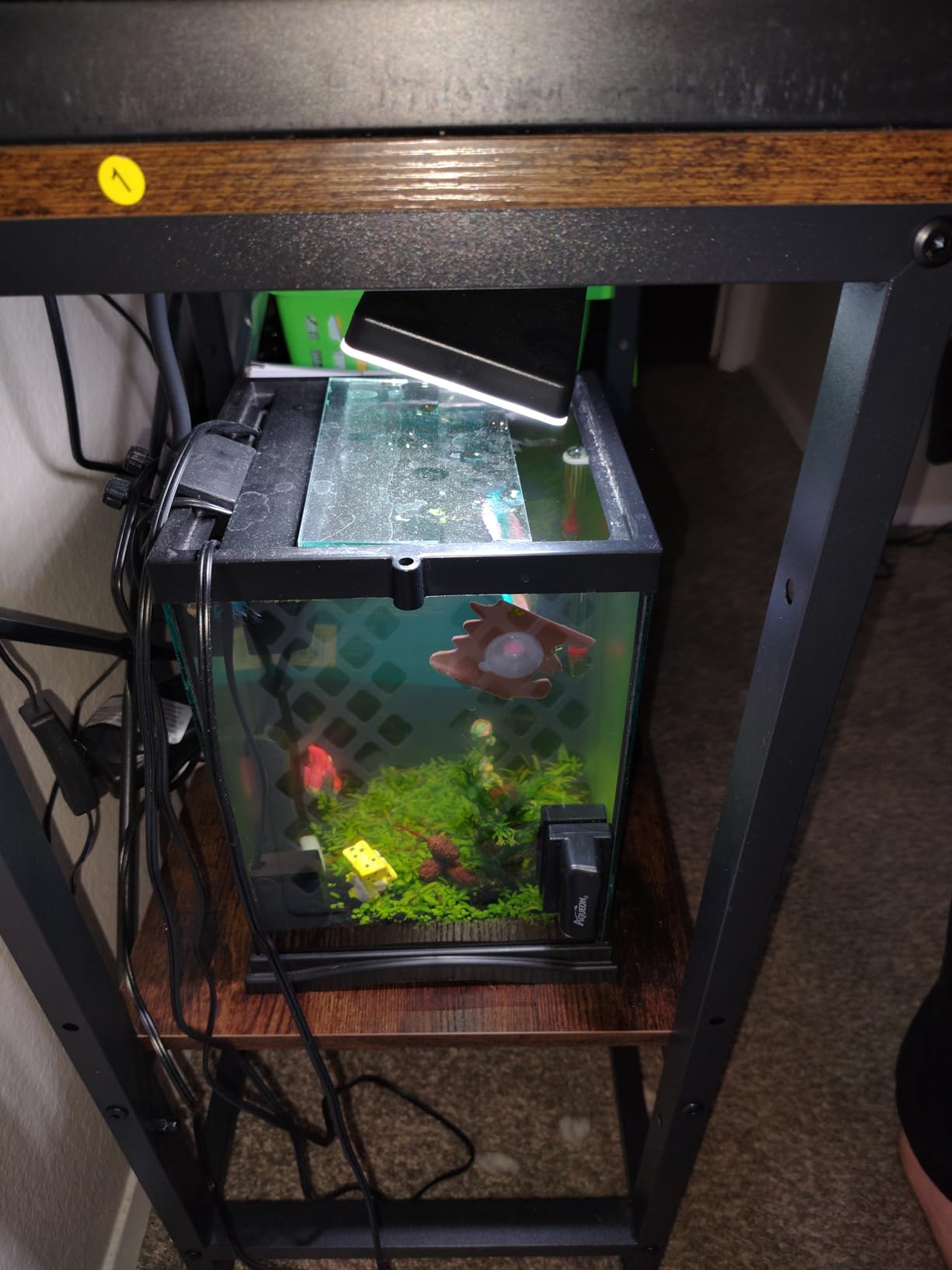 Aqueon Aquarium Algae Scraper, Fish Tank Cleaning Magnets for Glass/Acrylic, Small, Black customer photo 2