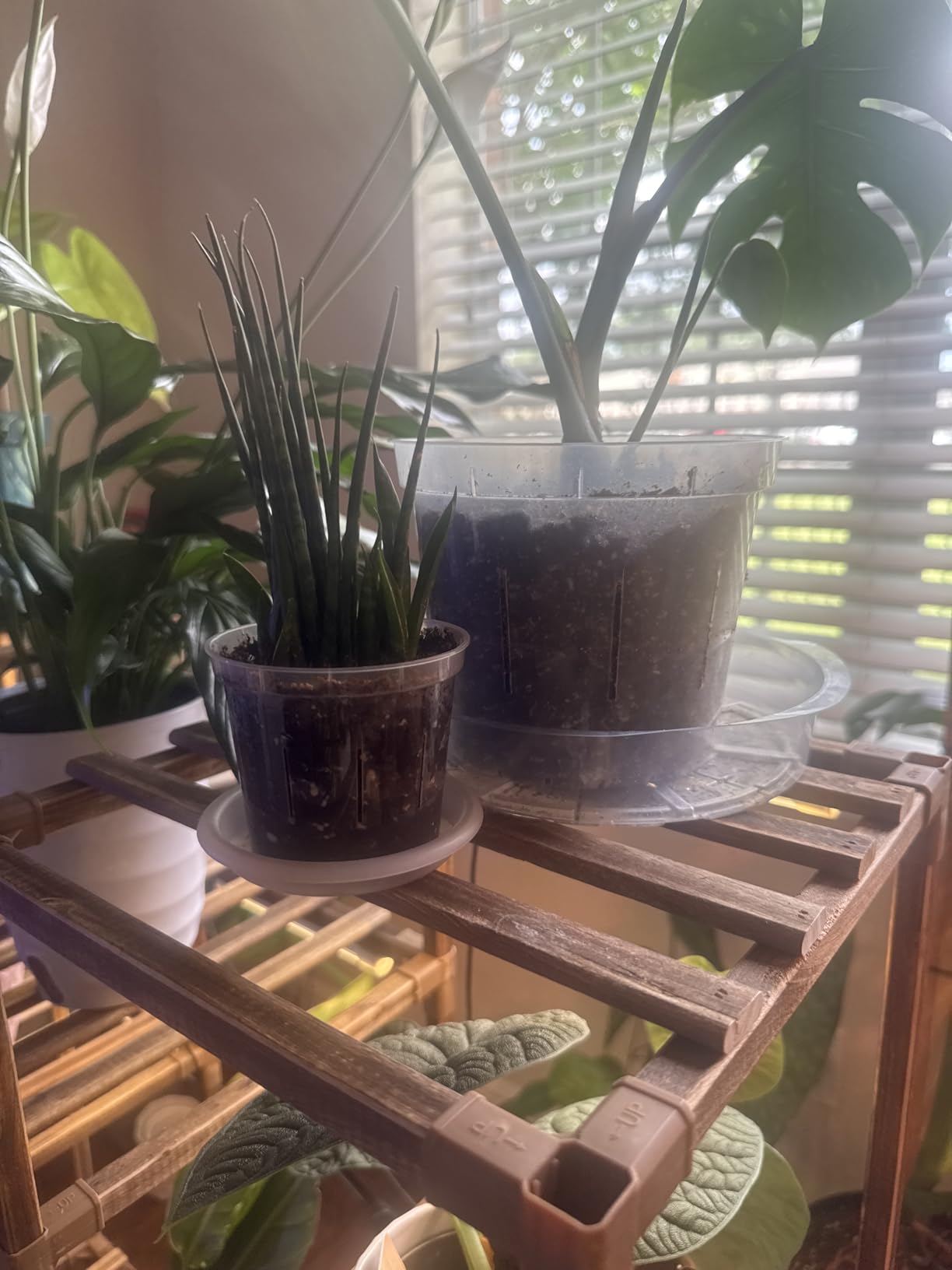 rePotme Orchid Pot Growers Assortment (8 Slotted Clear Orchid Pots - 2 Each of 3, 4, 5, 6 Inch) - Premium Orchid Planters, Orchid Pots with Holes for Repotting customer photo 1