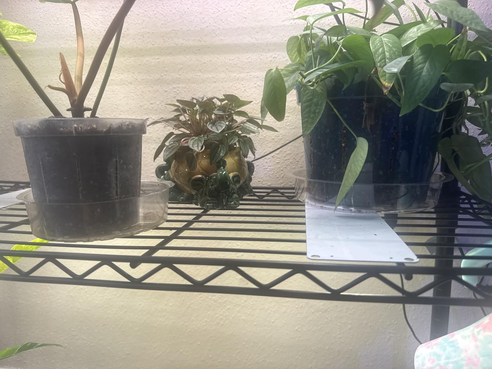 rePotme Orchid Pot Growers Assortment (8 Slotted Clear Orchid Pots - 2 Each of 3, 4, 5, 6 Inch) - Premium Orchid Planters, Orchid Pots with Holes for Repotting customer photo 2