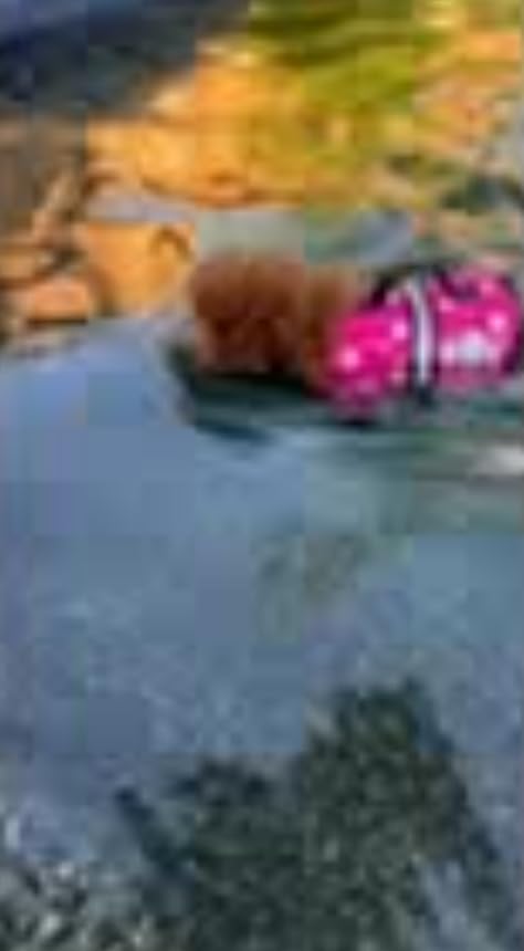 Paws Aboard Dog Life Jacket - Swimming Vest for Dogs customer photo 1