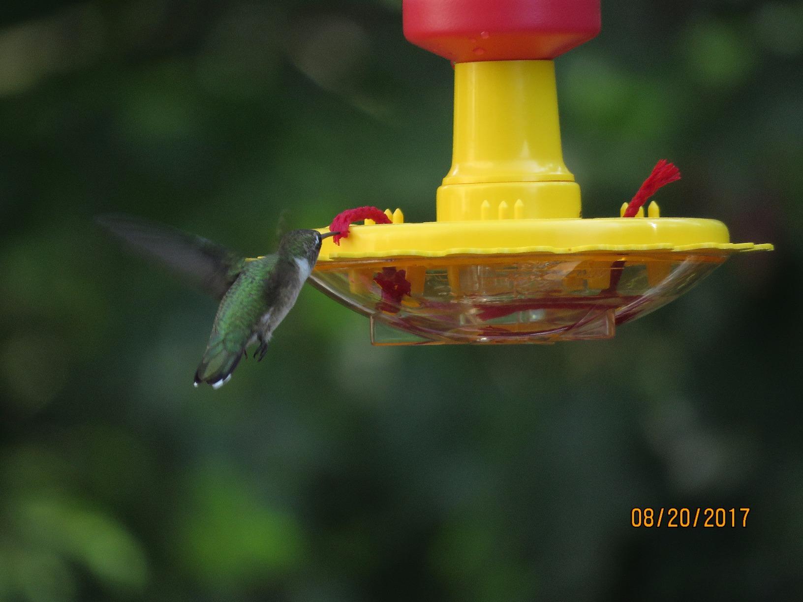 Songbird Essentials SE78200 Butterfly Feeder (Set of 1) customer photo 1
