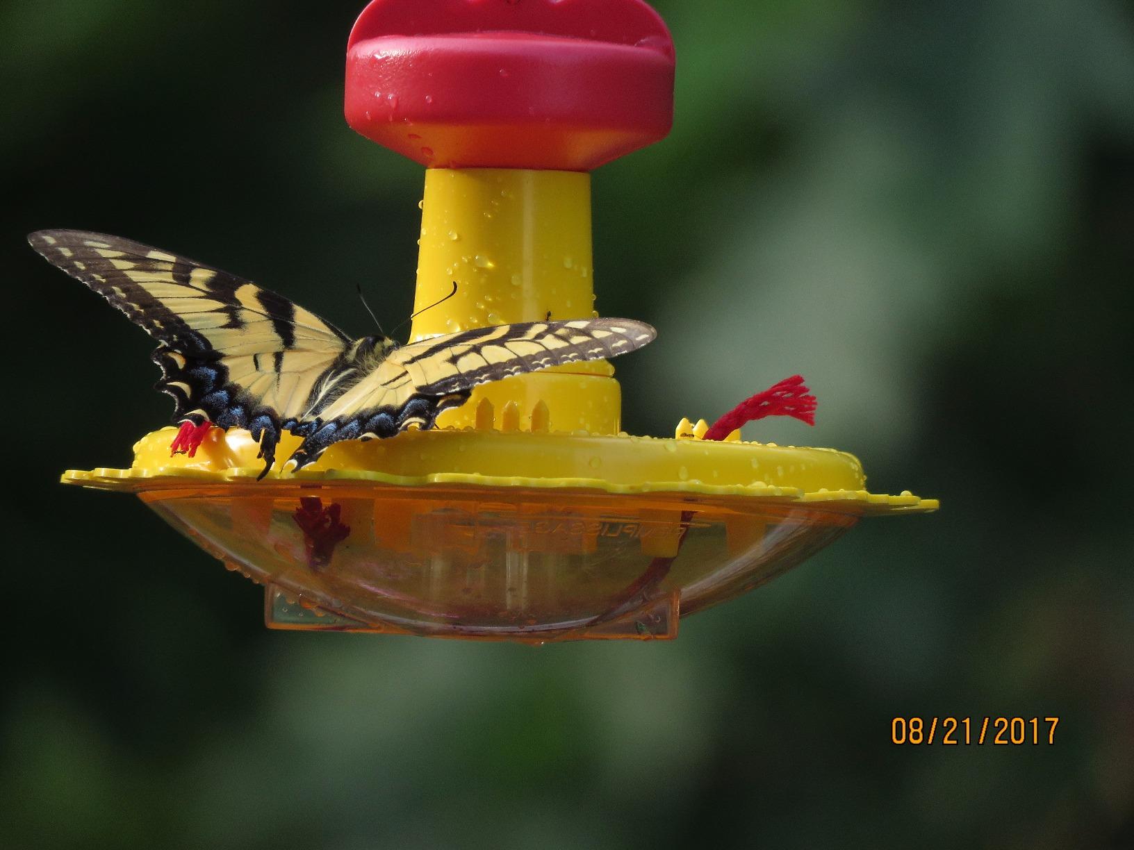Songbird Essentials SE78200 Butterfly Feeder (Set of 1) customer photo 2