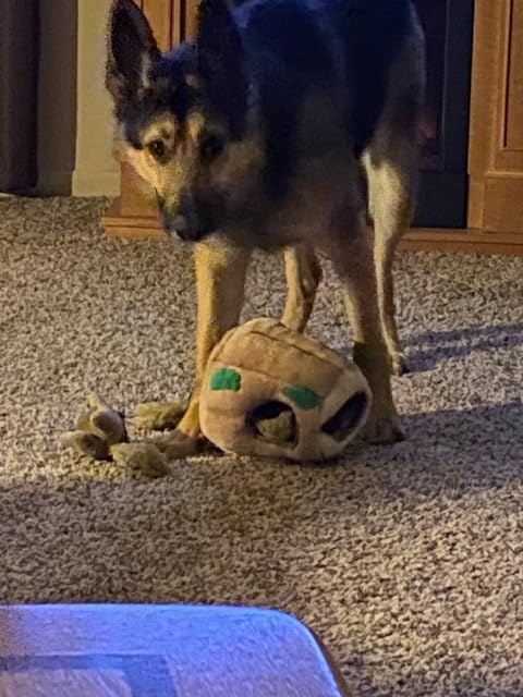 Outward Hound Hide-A-Squirrel Dog Toy - Interactive 2-in-1 Plush Puzzle with 6 Squeaky Removable Squirrels, X-Large customer photo 1