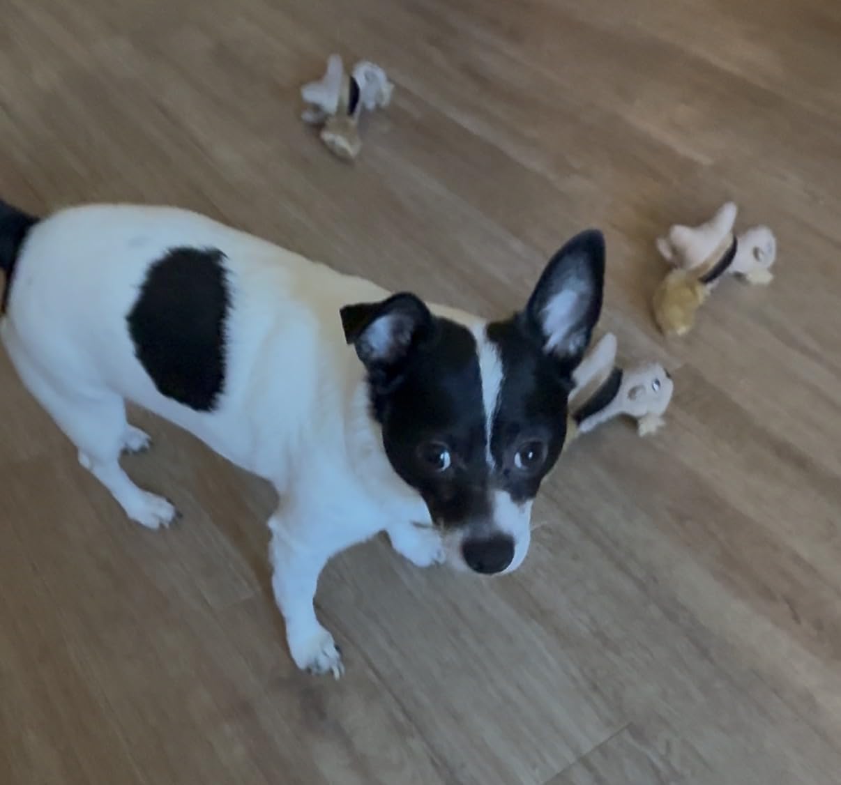 Outward Hound Hide-A-Squirrel Dog Toy - Interactive 2-in-1 Plush Puzzle with 6 Squeaky Removable Squirrels, X-Large customer photo 2