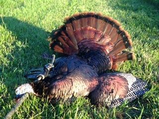 Primos Hunting, Hook Hunter Series, Turkey Mouth Call customer photo 1