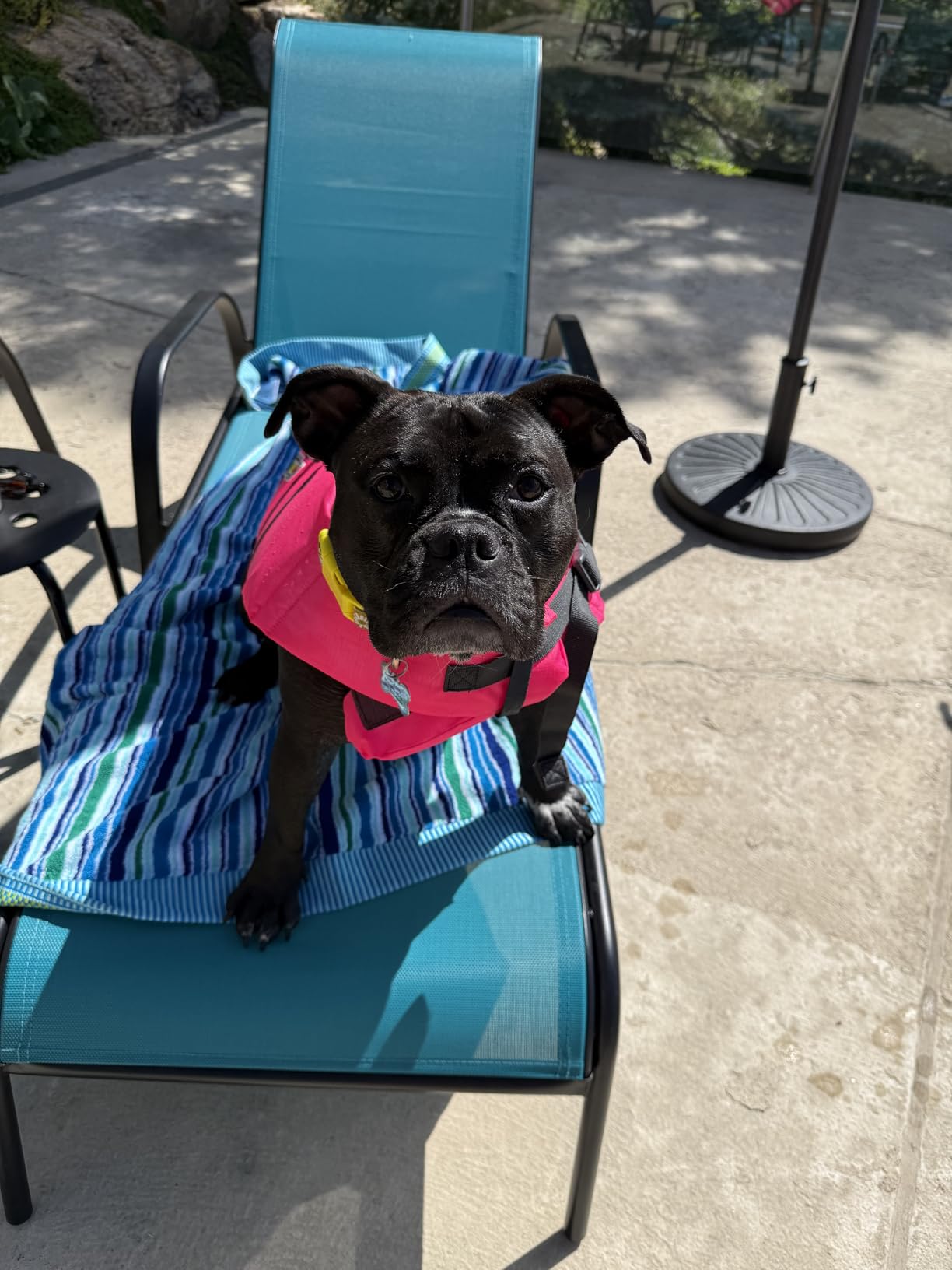 Outward Hound Granby Splash Orange Dog Life Jacket, Medium customer photo 1