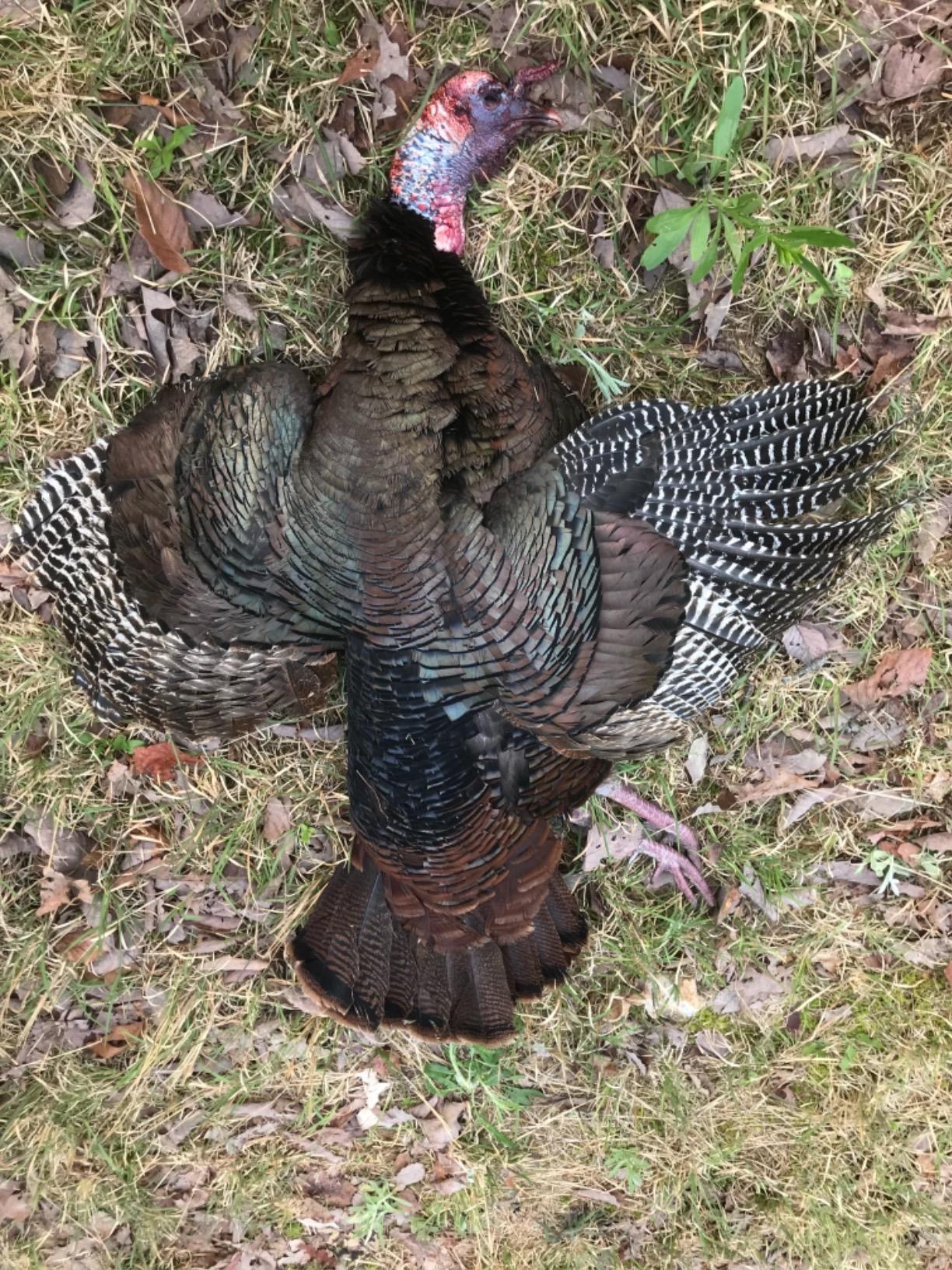 Avian X LCD Feeder Hen Turkey Decoy customer photo 2