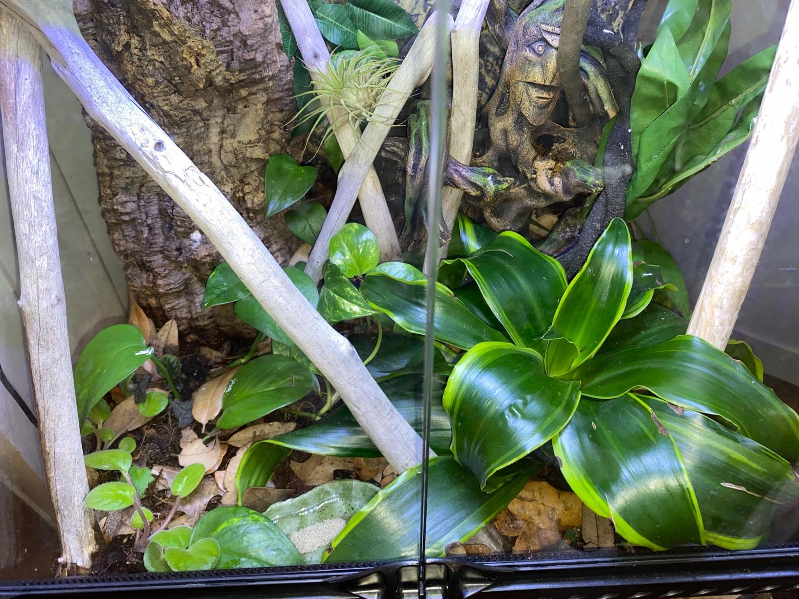 Josh's Frogs ABG Mix Tropical Plant Soil & Bioactive Terrarium Vivarium Substrate (4 Quart/1 Gallon) customer photo 1