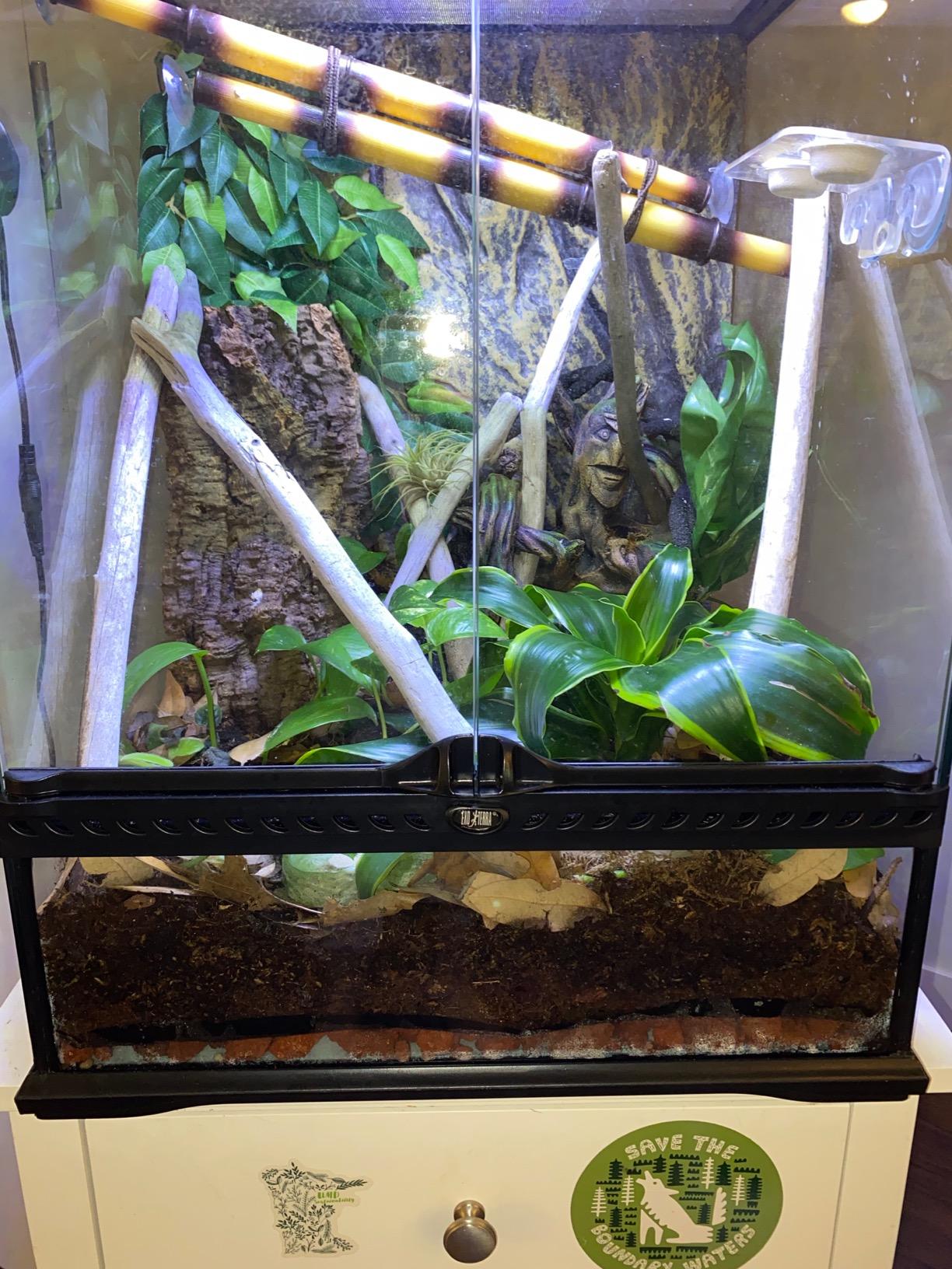 Josh's Frogs ABG Mix Tropical Plant Soil & Bioactive Terrarium Vivarium Substrate (4 Quart/1 Gallon) customer photo 2