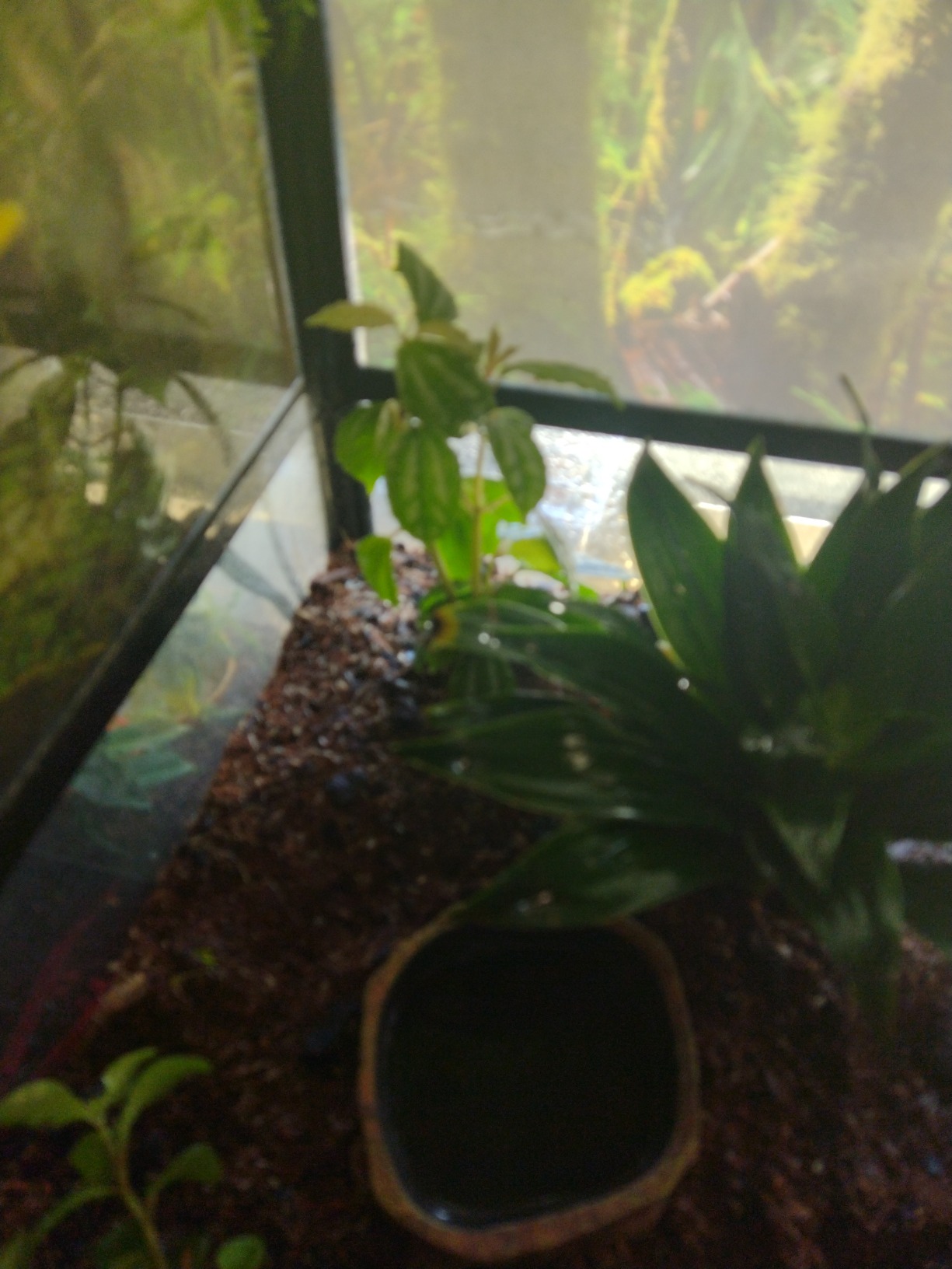 Josh's Frogs False Bottom - LECA Expanded Clay Pebbles (4 Quarts) customer photo 1