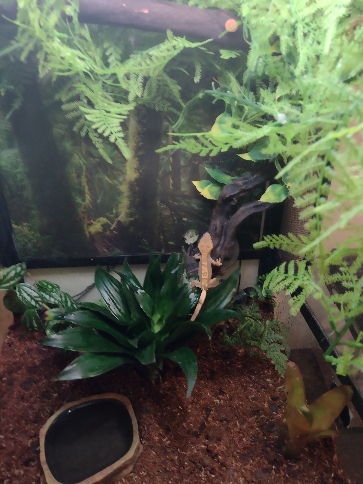 Josh's Frogs False Bottom - LECA Expanded Clay Pebbles (4 Quarts) customer photo 2