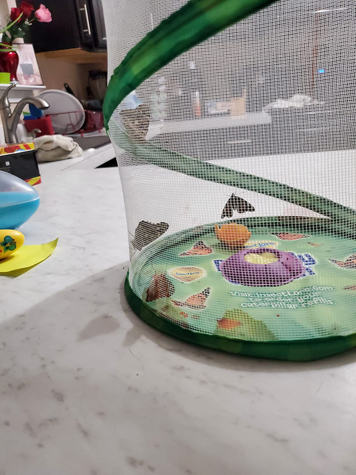 Insect Lore Giant Butterfly Garden with Voucher | 18 Inch Habitat | Life Cycle Figurines Included | Voucher to Redeem 5 Baby Caterpillars Later | Raise Painted Lady Butterflies customer photo 2