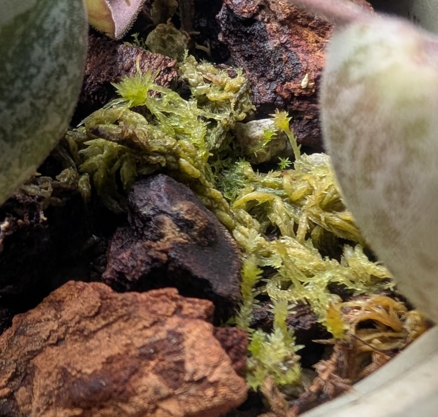 Better-Gro Sphagnum Moss - 100% Natural, Long-Fiber Moss for Orchids, Ferns, and Hostas, Excellent for Hanging Baskets and Propagating Plants - 240 Cubic Inches customer photo 2