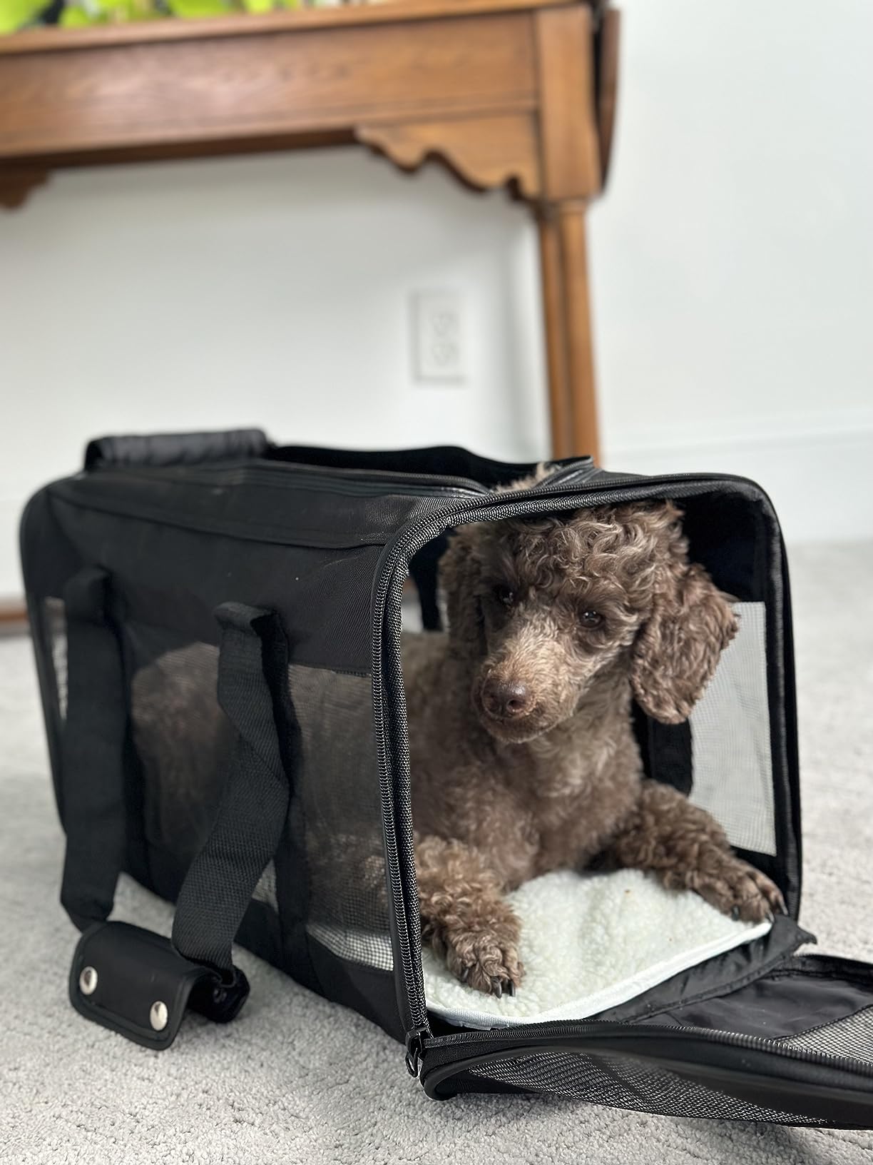 Amazon Basics Airline Approved Soft-Sided Mesh Pet Travel Carrier with Shoulder Strap, Portable, Washable Removable Fleece Pad for Dog, Cat, up to 16 pounds, 16.5
