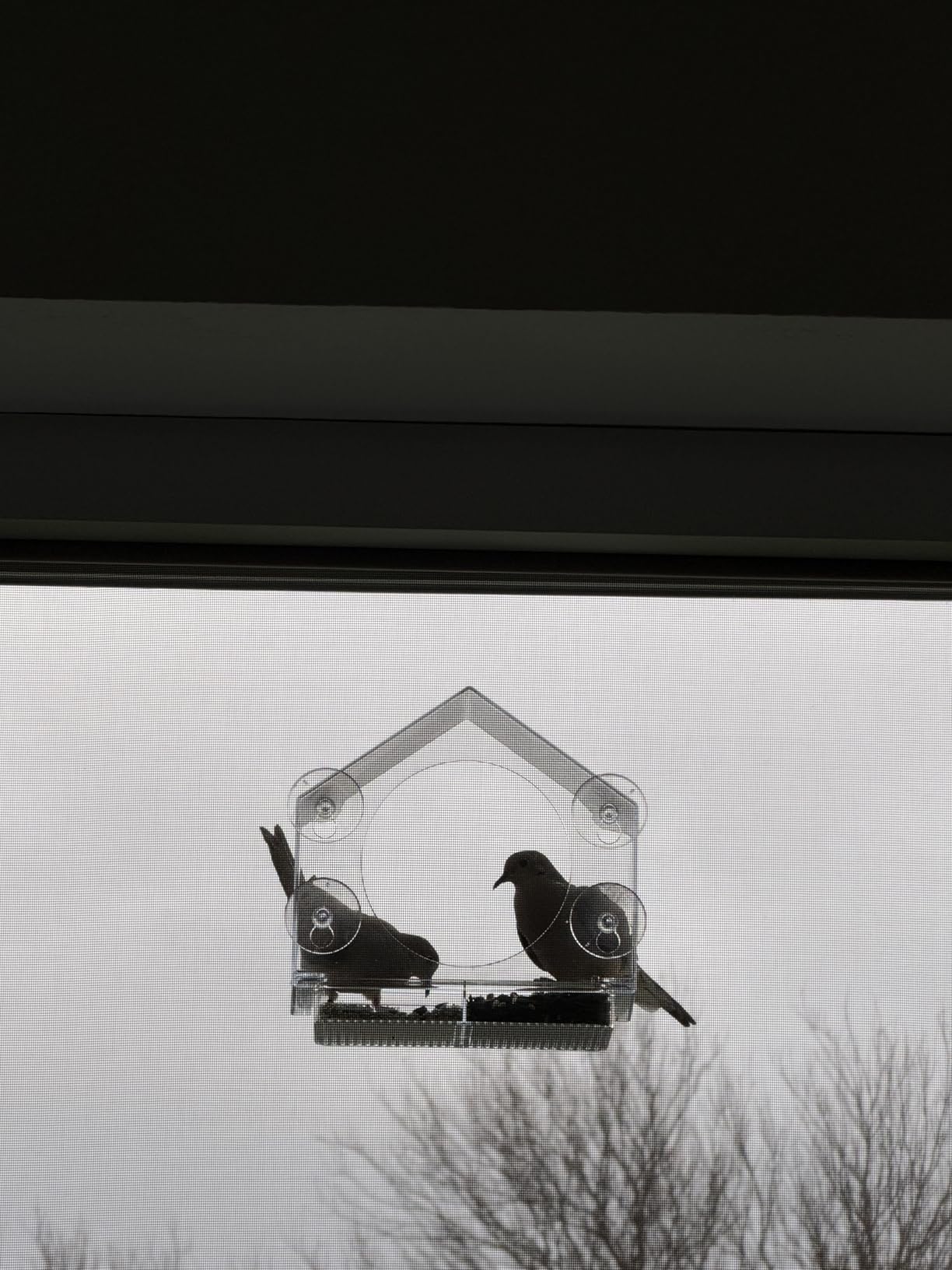 Nature Anywhere Window Bird Feeder - Weather Proof Transparent Acrylic Bird Feeders for Outdoors - Enhanced Suction Grip, Bird Watching for Cats, Easy-to-Clean, Outdoor Birdhouse Feeder (1 Unit) customer photo 2