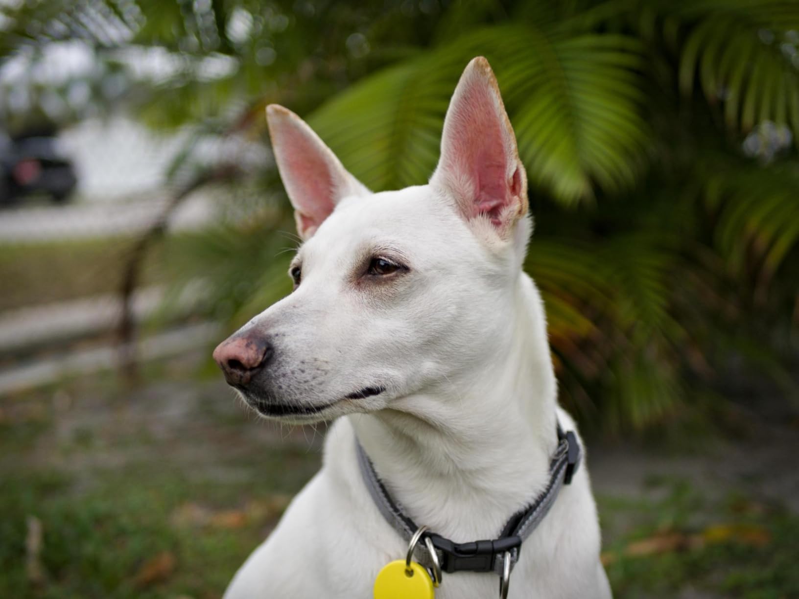 LUMIX G Lens, 25mm, F1.7 ASPH, Mirrorless Micro Four Thirds, H-H025K (USA Black) customer photo 1