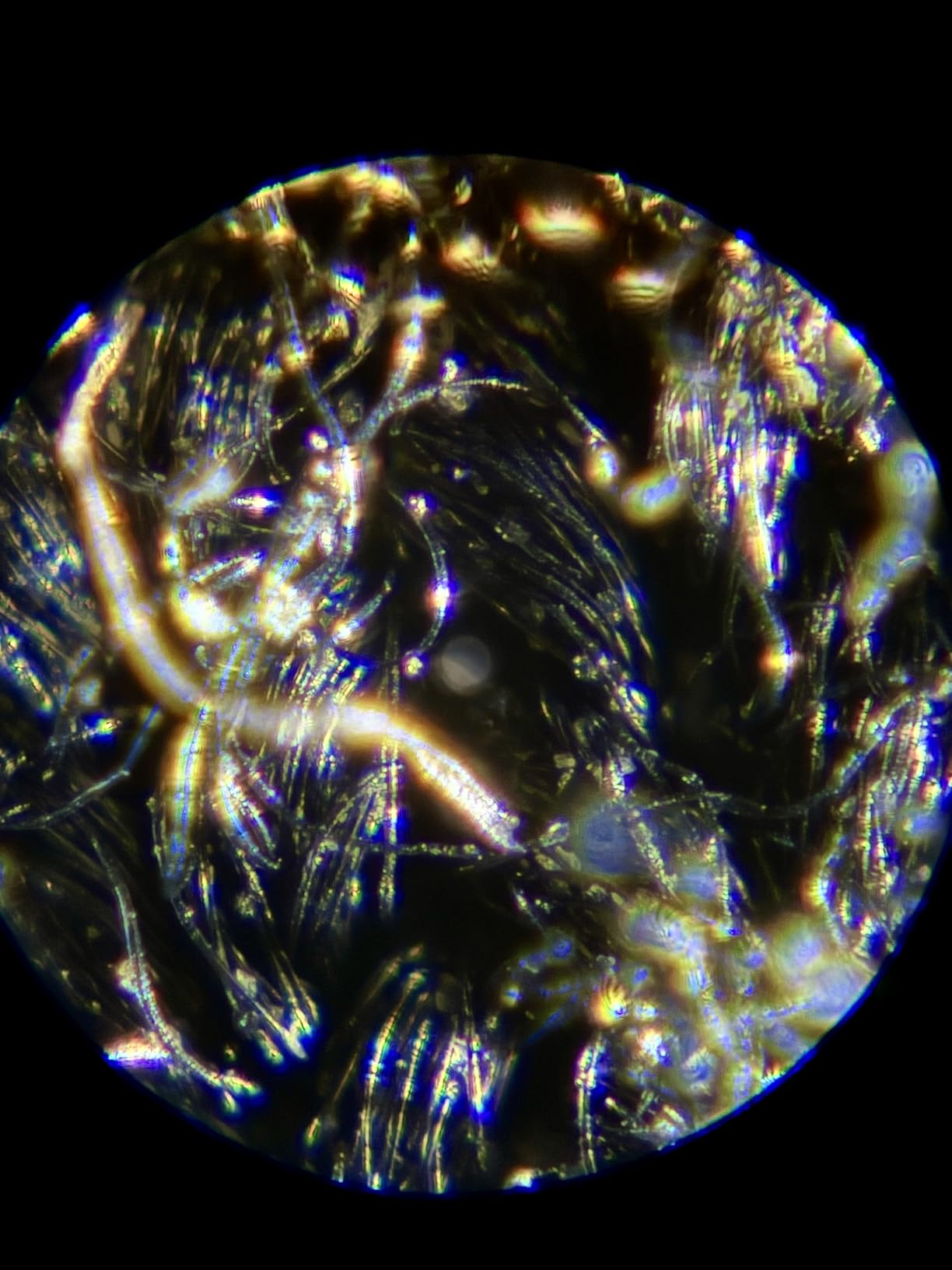 Carson MicroFlip 100x-250x, LED UV Pocket Microscope with Smartphone Clip, STEM Education (MP-250) customer photo 1