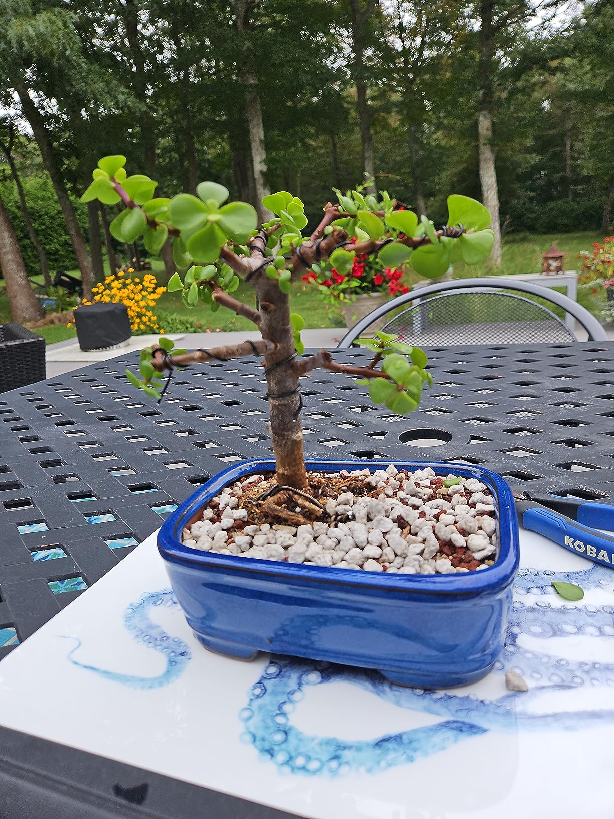 Quality Bronze Long Lasting Bonsai Training Wire Set of 3 Sizes - 1.0mm, 1.5mm, 2.0mm, Corrosion and Rust Resistant (32 Feet Each Size) customer photo 1