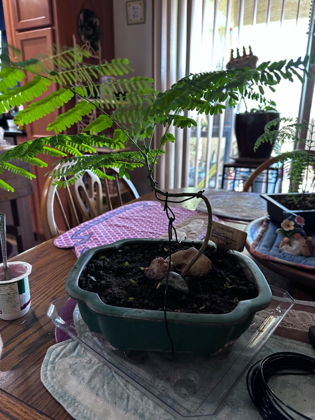 Quality Bronze Long Lasting Bonsai Training Wire Set of 3 Sizes - 1.0mm, 1.5mm, 2.0mm, Corrosion and Rust Resistant (32 Feet Each Size) customer photo 2