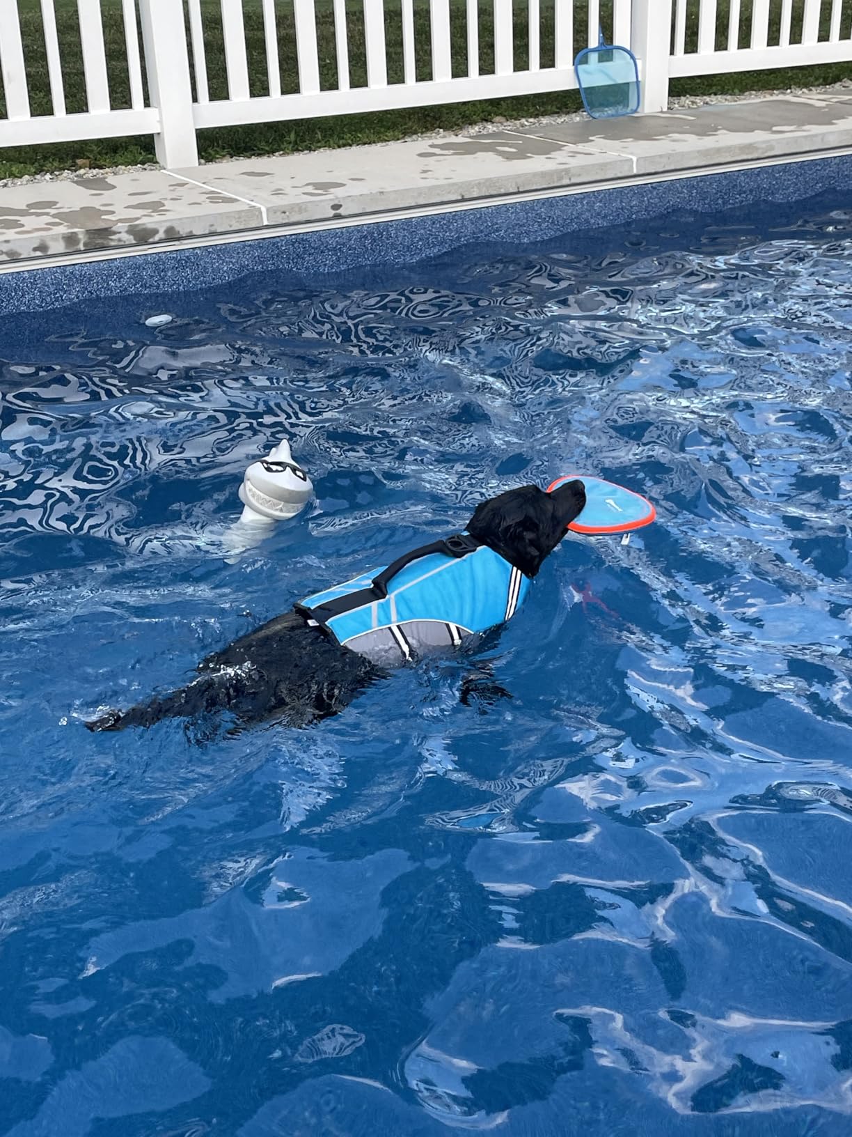 VIVAGLORY Sports Style Dog Life Vest, Dog Life Jacket for Swimming & Boating, Ripstop & Buoyancy for Puppy Doggy, Lifejacket with Handle, M, Blue customer photo 1