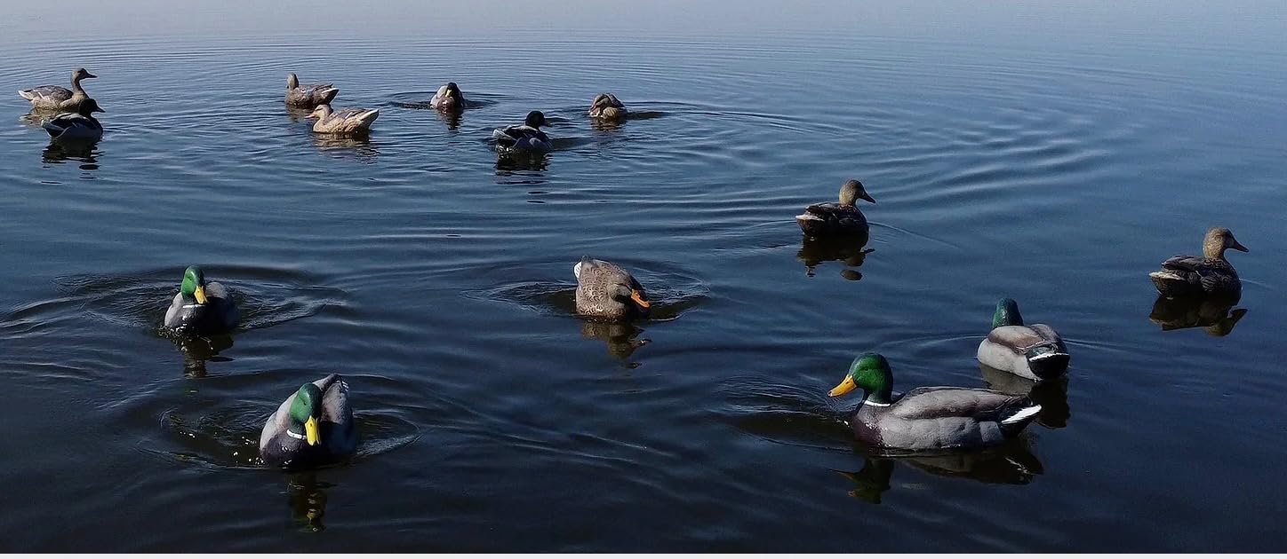Motion Ducks Ultimate Decoy Spreader and Jerk Rig customer photo 1