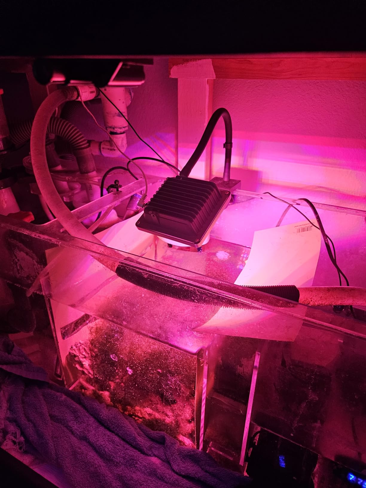 ACKE LED Grow Lights Full Spectrum,Plant Lights,Growing Lamps 12W for Indoor Plants,Hydropoincs customer photo 2