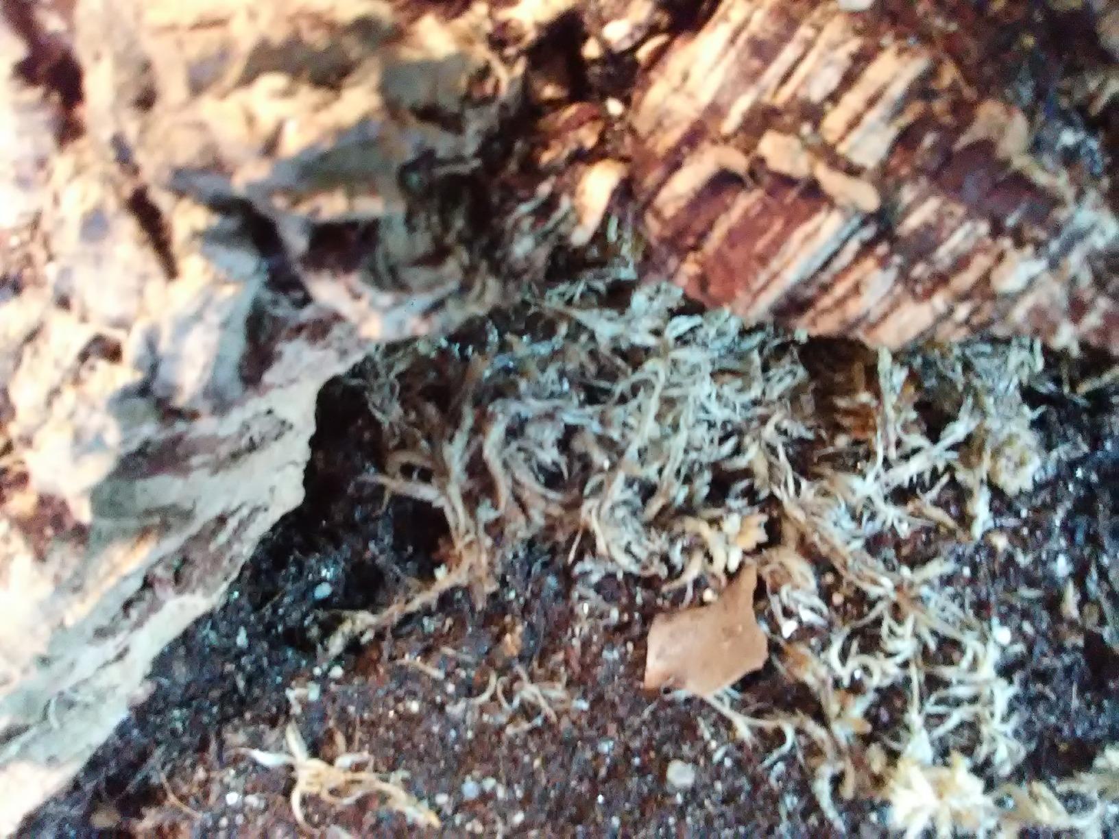 Zoo Med Reptisoil 10 qt. customer photo 2