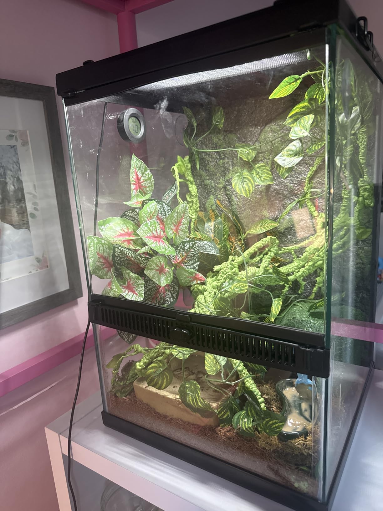 Zilla 11 Gallon Glass Tropical Vertical Habitat Starter Kit for Small Tree Dwelling Reptiles & Amphibians customer photo 2