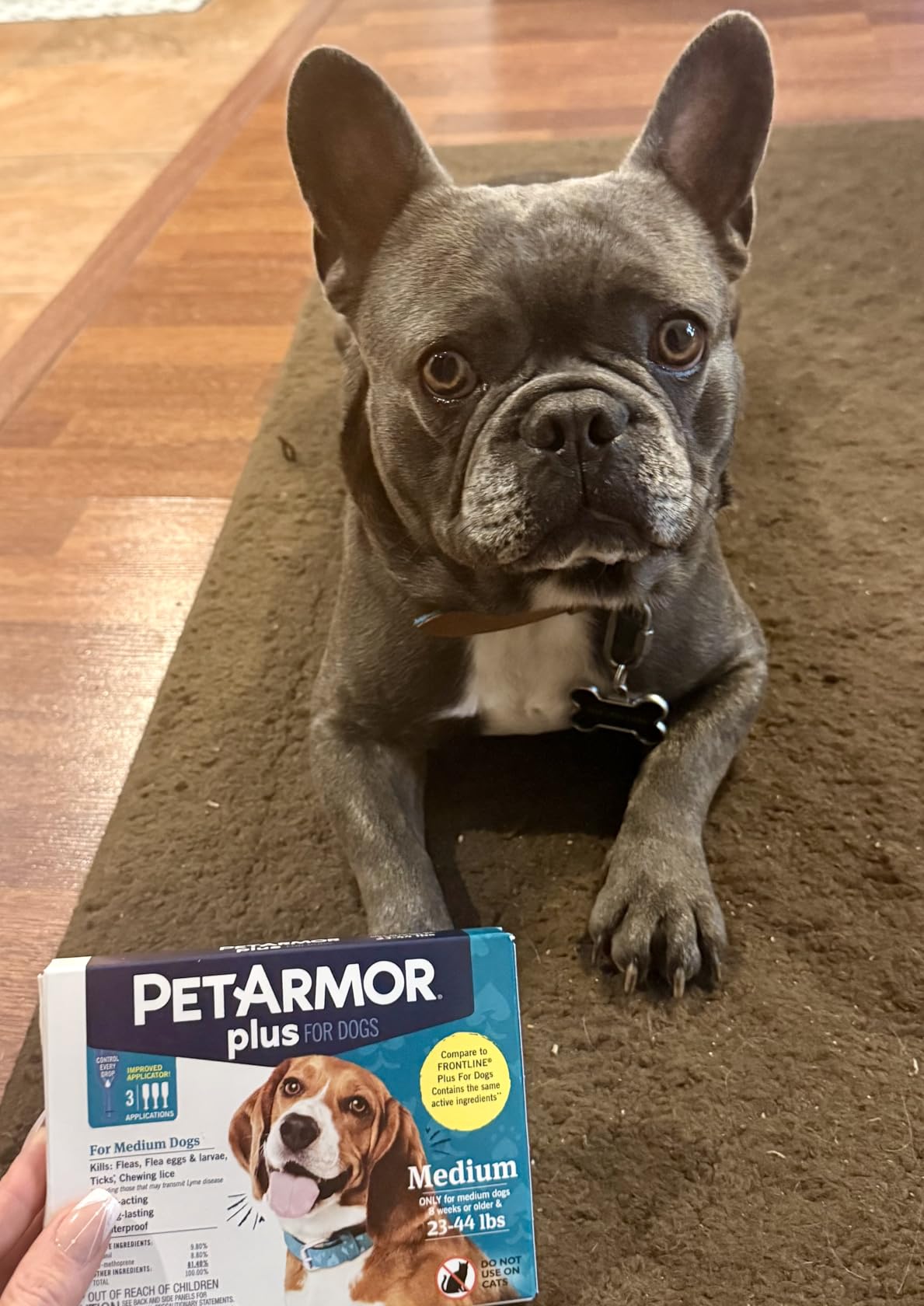 PetArmor Plus Flea and Tick Prevention for Dogs, Large Dog Flea and Tick Treatment, 6 Doses, Waterproof Topical, Fast Acting (45-88 lbs) customer photo 1