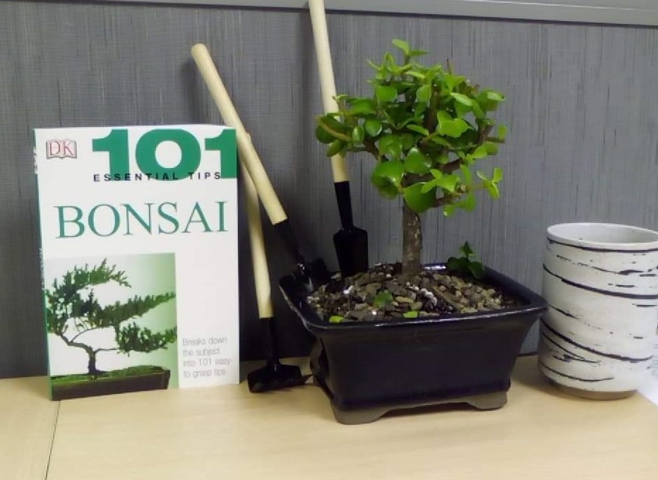 Bonsai Set 8 Pcs - Include Pruner, Fold Scissors, Mini Rake, Bud & Leaf Trimmer Set by ZELARMAN customer photo 2