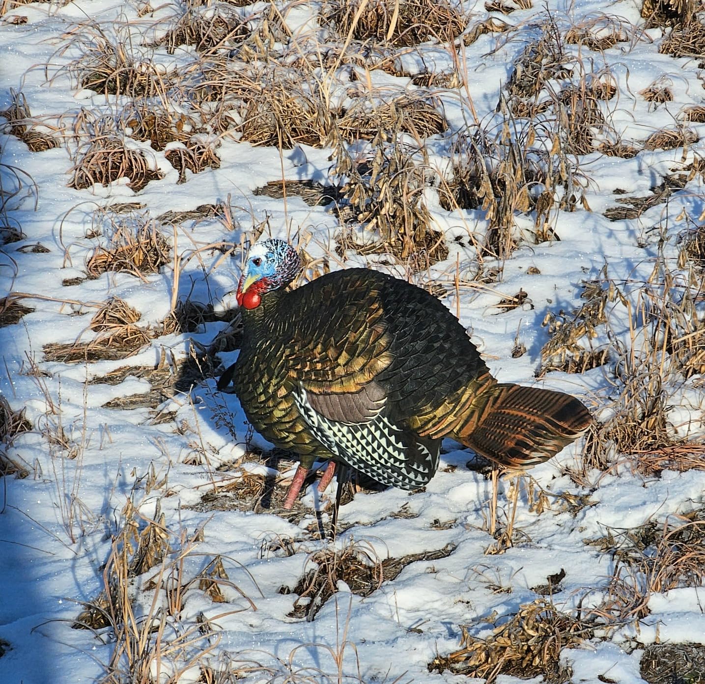 Avian X LCD 1/2 Strut Jake Turkey Decoy customer photo 2