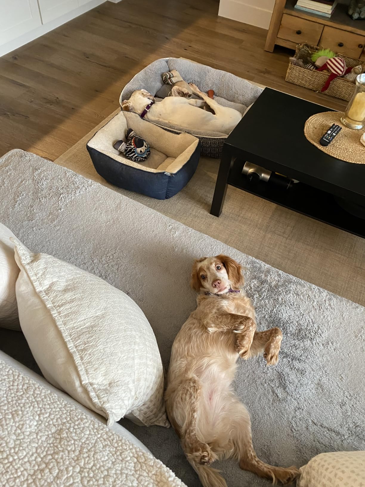 Vectra 3D for Dogs Flea, Tick & Mosquito Treatment & Prevention for Large Dogs (56 to 95 lbs), 3 month supply customer photo 2