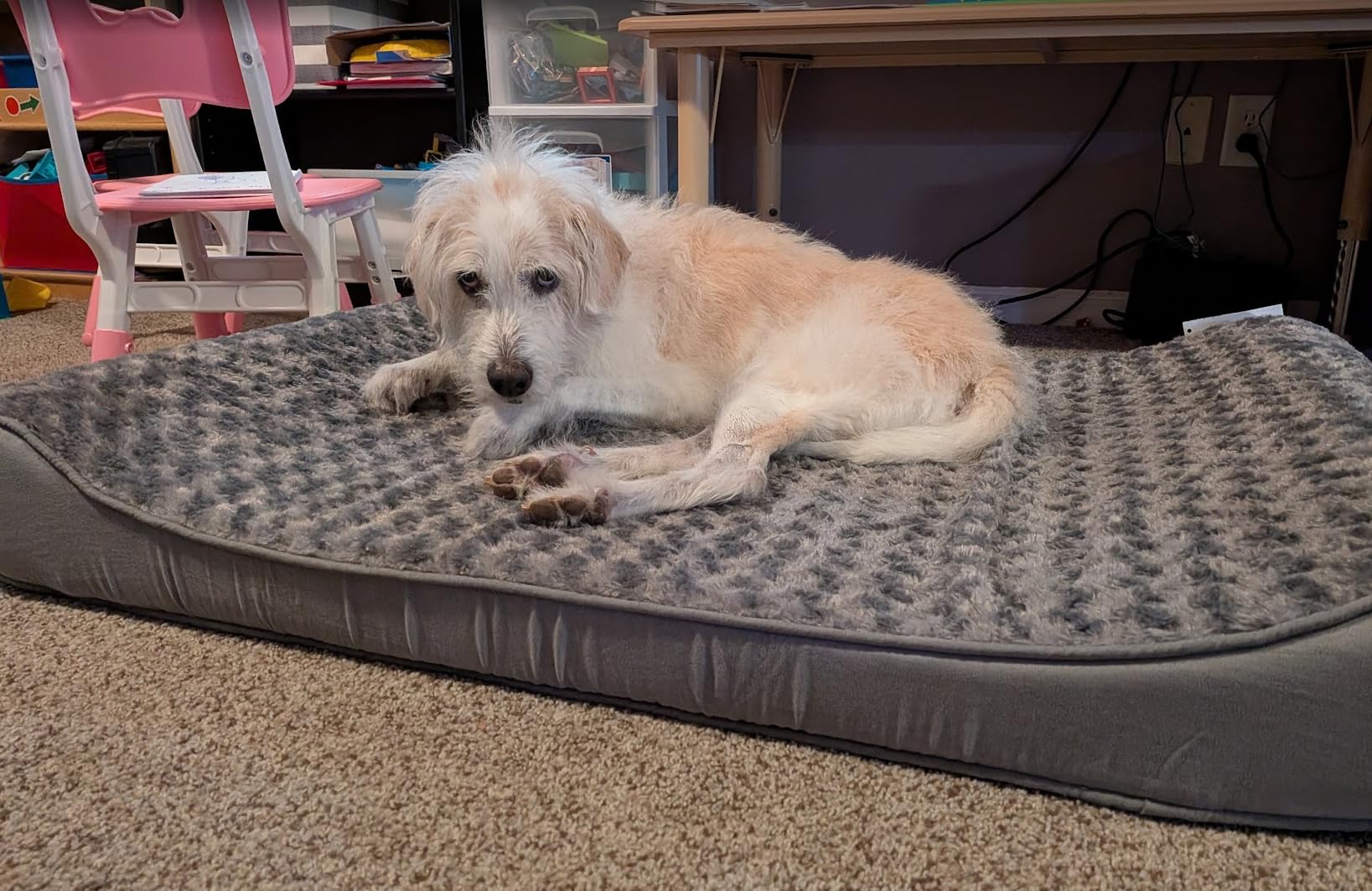 FurHaven Orthopedic Dog Bed for Large Dogs, Luxe Lounger Contour Mattress with Solid Orthopedic Foam Slab for Joint Support, Removable Washable Cover, Jumbo XL, Plush Suede, Gray customer photo 2