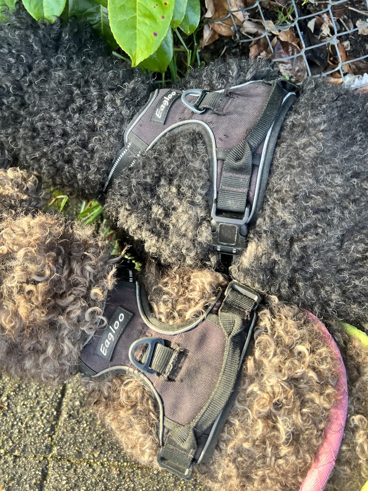 Eagloo Dog Harness for Large Dogs, No Pull Service Vest with Reflective Strips and Control Handle, Adjustable and Comfortable for Walking, No Choke Pet Harness with 2 Metal Rings, Orange, L customer photo 1