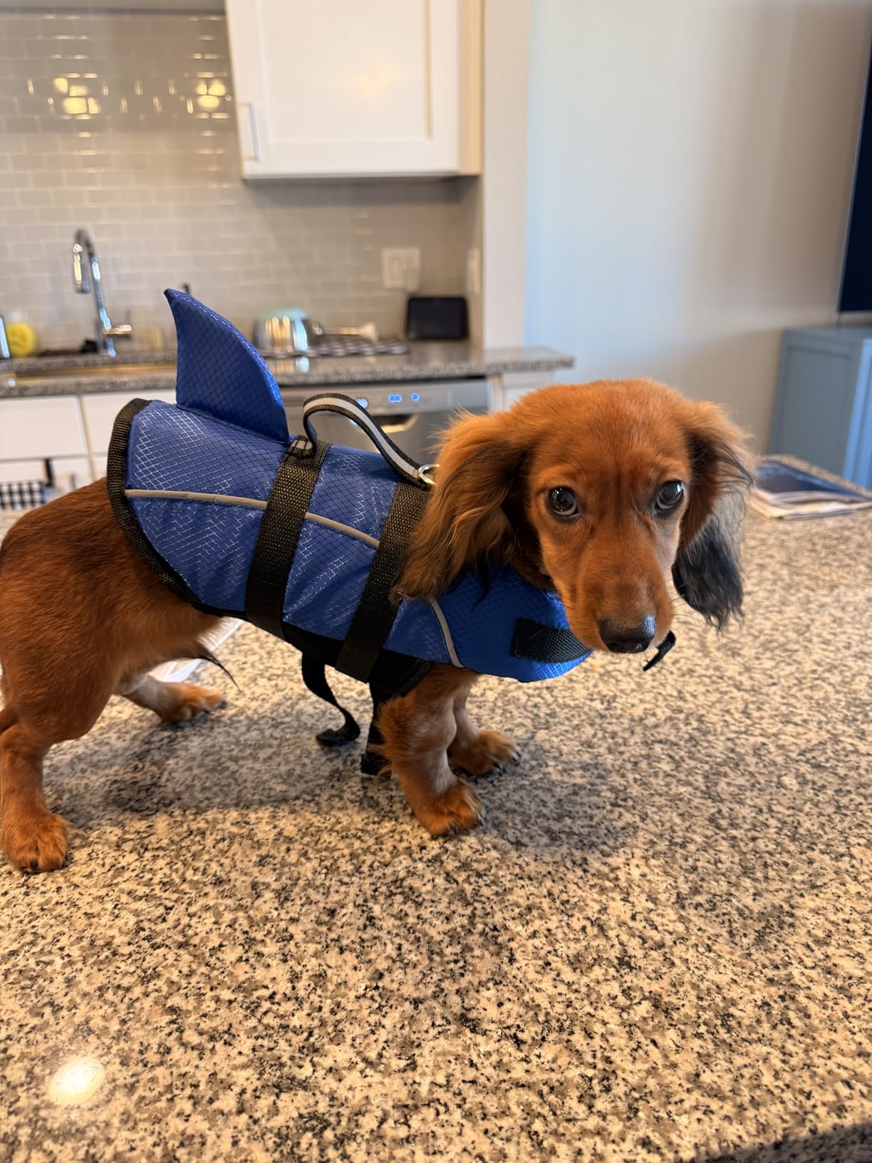 Queenmore Ripstop Dog Life Jacket Shark Life Vest for Dogs customer photo 1