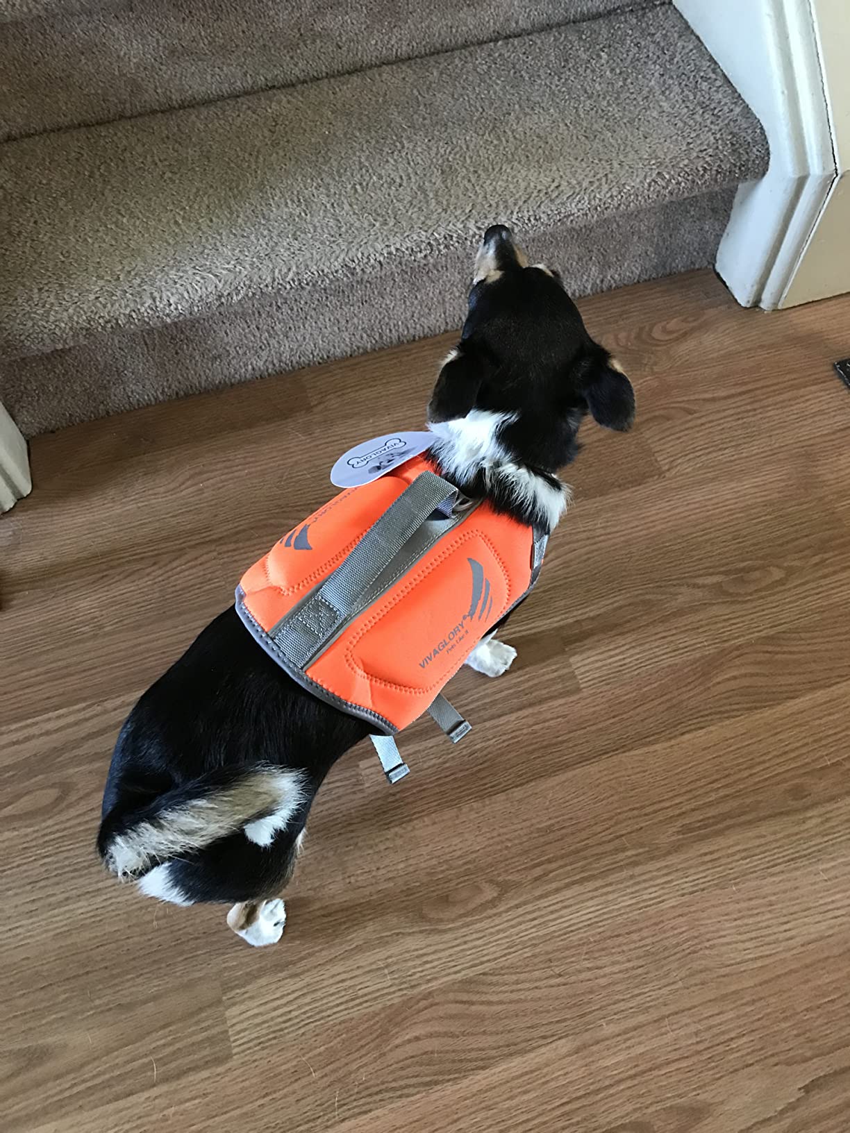 VIVAGLORY High Buoyancy Dog Life Vest, Swimming Vest with Handle, Dog Life Jacket for Swimming & Boating, Buoyancy for Puppy Doggy, XS, Pink customer photo 1