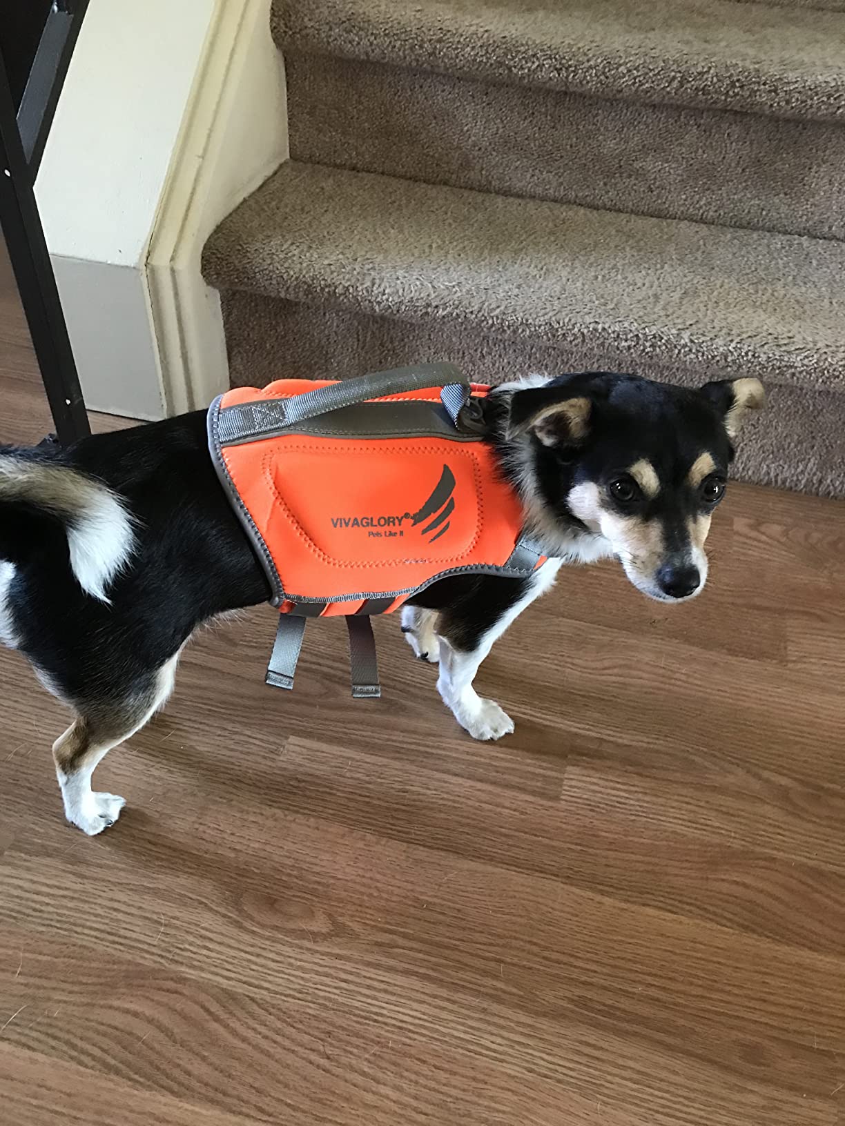 VIVAGLORY High Buoyancy Dog Life Vest, Swimming Vest with Handle, Dog Life Jacket for Swimming & Boating, Buoyancy for Puppy Doggy, XS, Pink customer photo 2