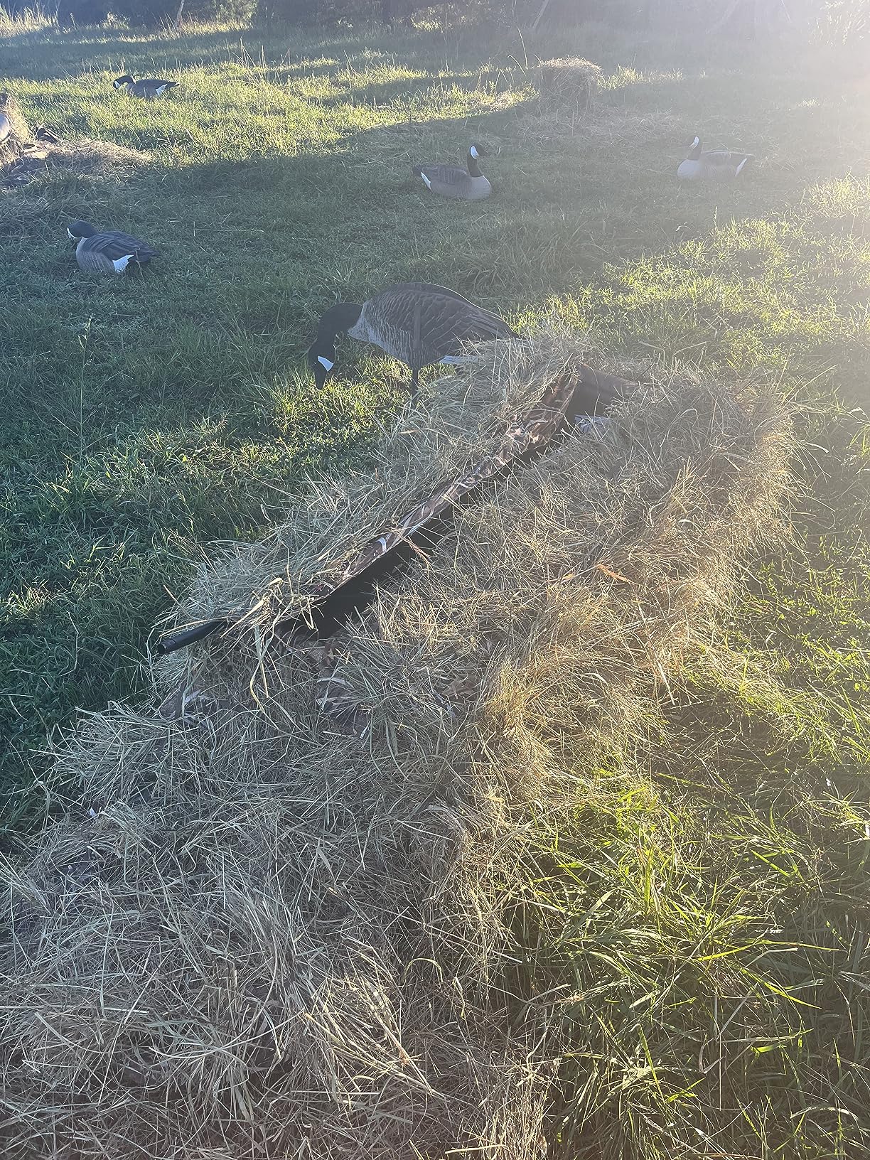 THUNDERBAY Waterfowl Layout Hunting Blind, Waterfowl Field Hunting Blind for Duck Hunting, Aluminum Frame Duck Blind customer photo 1