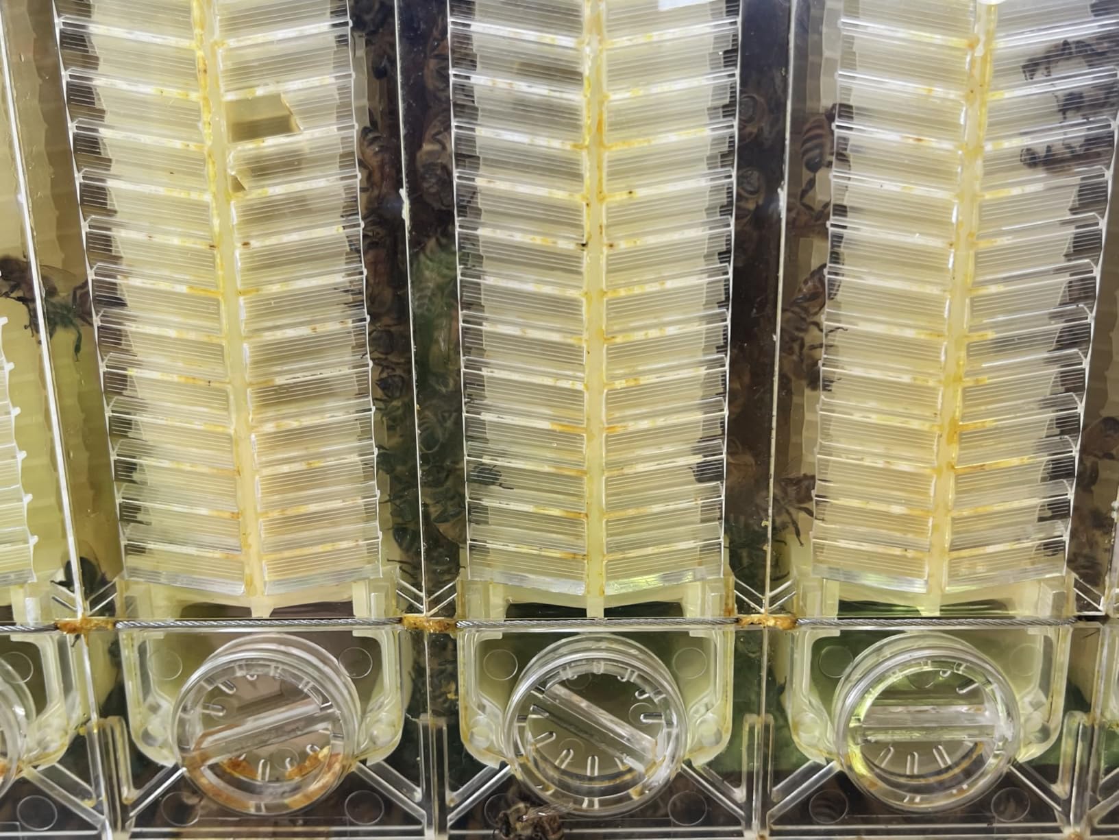 Golden Palace Bee Hive, Beehive with 7pcs Auto Super Frames, Bee House with 1pcs Super Boxes, 1pcs Brood Boxes(No Brood Frames), Bee Hives Starter Beekeeping Kits customer photo 2