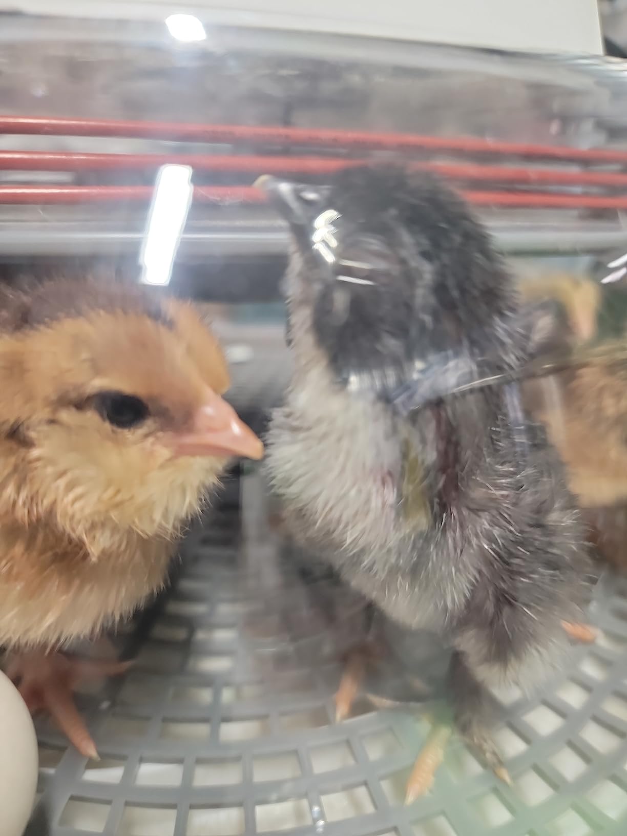 Harris Farms Nurture Right Egg Incubator for Hatching Chicks, Holds 12-22 Eggs, Automatic Turner with Temperature and Humidity Control, 360 Degree View with Clear Window customer photo 1
