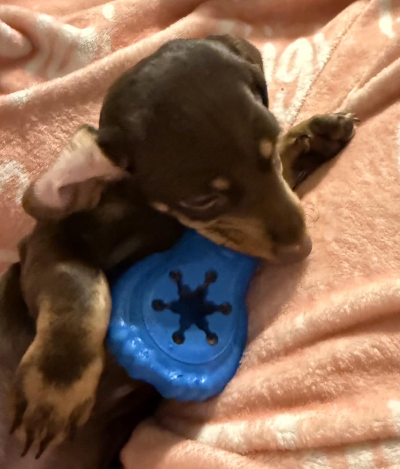 PetSafe Freezable Treat Holding Chilly Penguin - Durable, Vanilla-Scented, Rubber, Freezable Interactive Pet Puzzle for Boredom or Separation Anxiety - for Small Dogs customer photo 1