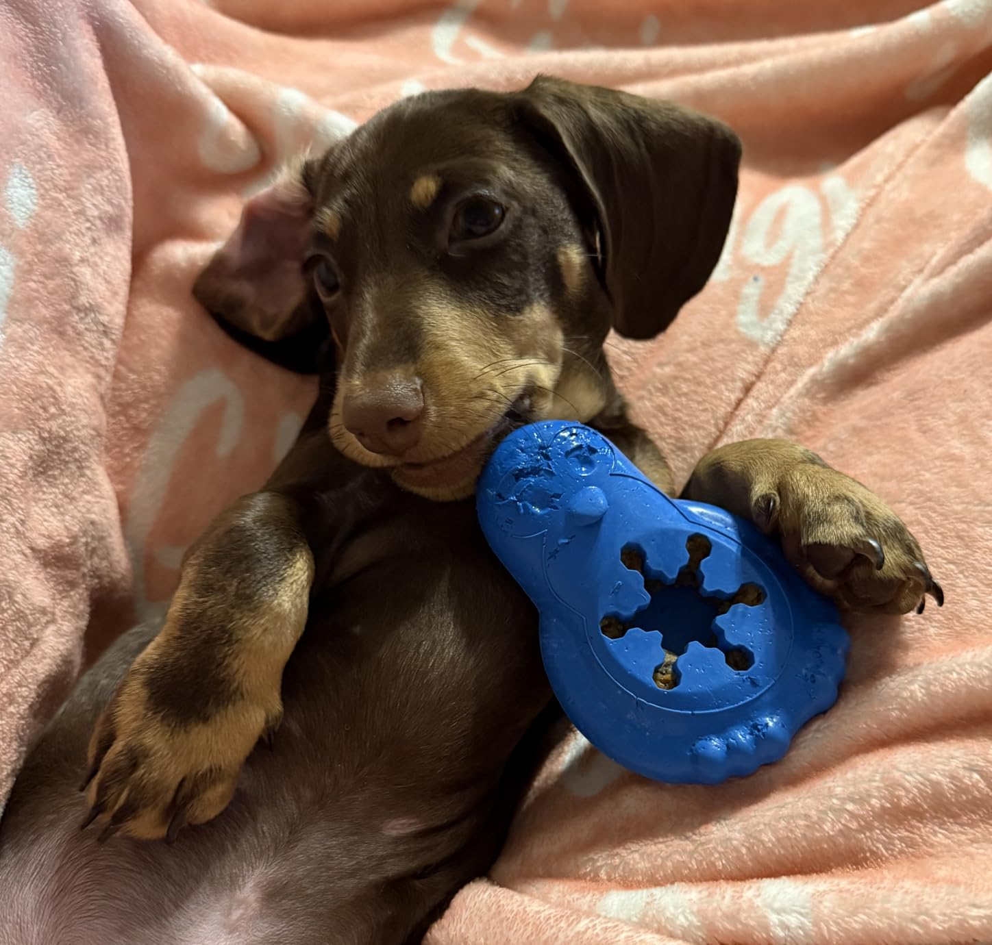 PetSafe Freezable Treat Holding Chilly Penguin - Durable, Vanilla-Scented, Rubber, Freezable Interactive Pet Puzzle for Boredom or Separation Anxiety - for Small Dogs customer photo 2