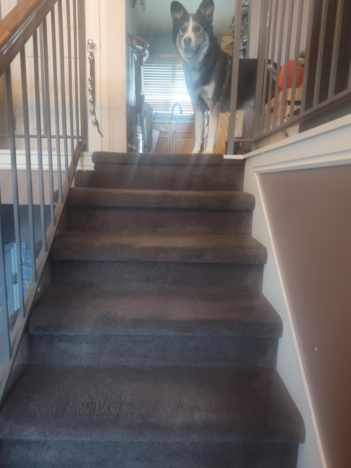 Bissell Pet Hair Eraser Cordless Hand Vacuum, Lithium Ion, Easy-Empty Dirt Bin, 2390A customer photo 2