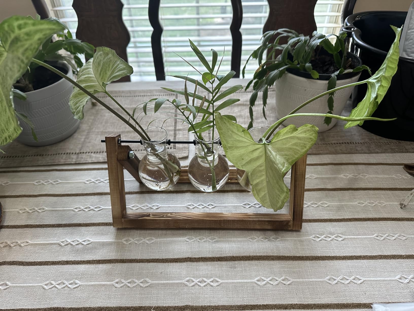 XXXFLOWER Plant Terrarium with Wooden Stand, Air Planter Bulb Glass Vase Metal Swivel Holder Retro Tabletop for Hydroponics Home Garden Office Decoration customer photo 1