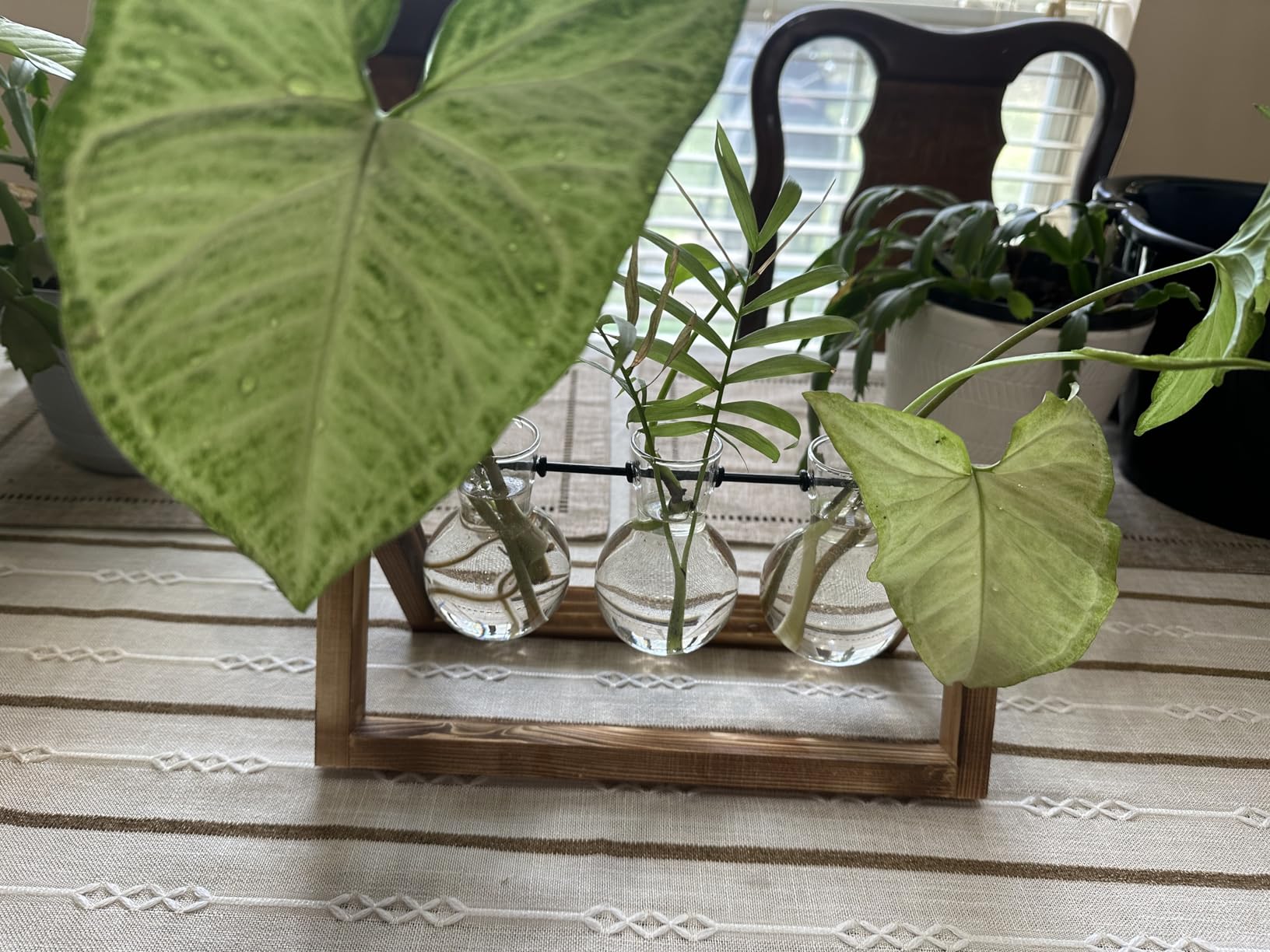 XXXFLOWER Plant Terrarium with Wooden Stand, Air Planter Bulb Glass Vase Metal Swivel Holder Retro Tabletop for Hydroponics Home Garden Office Decoration customer photo 2